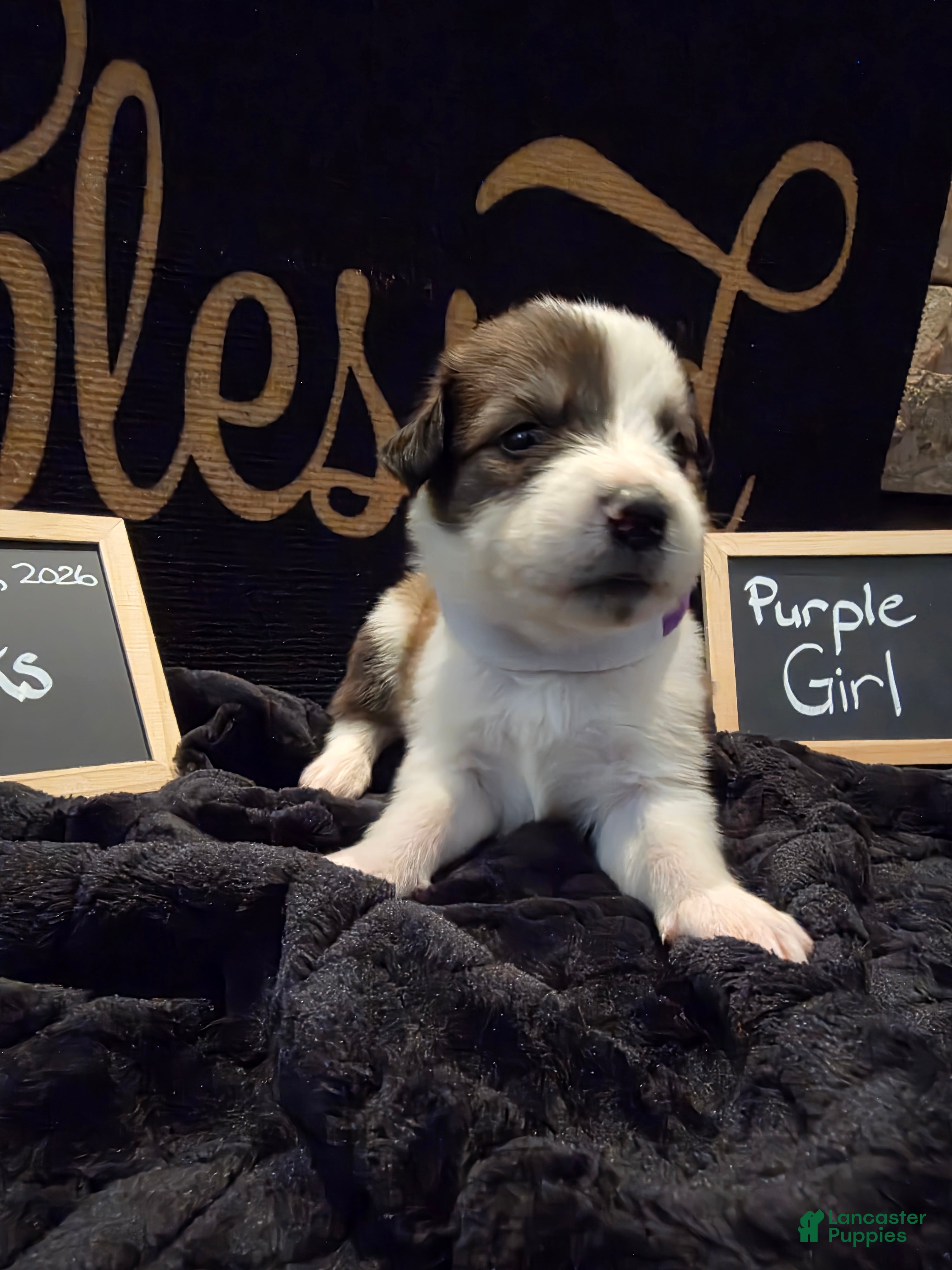 Mixed Breed dogs Purple Girl - Ad 1
