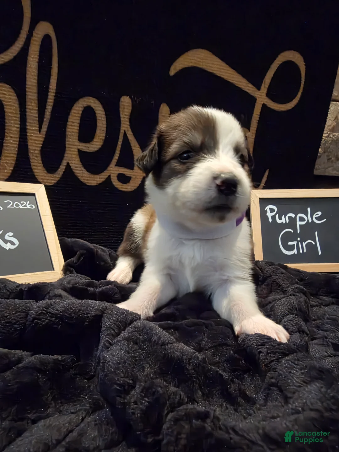 Mixed Breed dogs for sale: Purple Girl - Ad 1