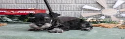 Miniature Schnauzer dogs for sale: Fiona - Ad 3