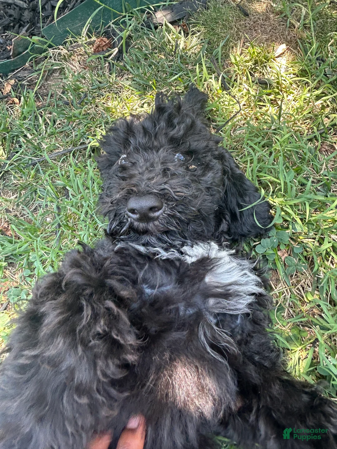 Bordoodle dogs for sale: Shadow  - Ad 2