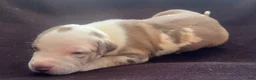 American Bully dogs for sale: American Bully 2 - Ad 7