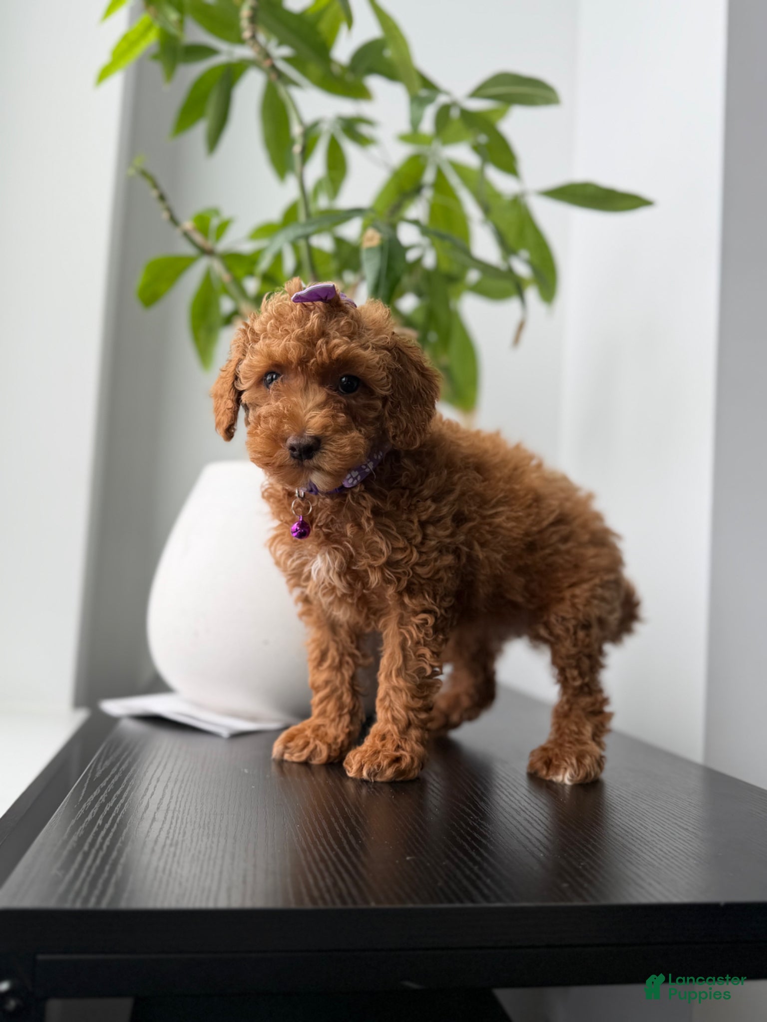 Toy Poodle dogs Penny - Ad 9