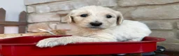Labradoodle dogs for sale: Sage (Girl) - Ad 4