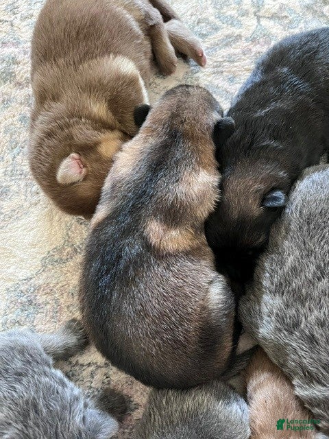German Shepherd dogs Liver Silver Sable - Ad 16