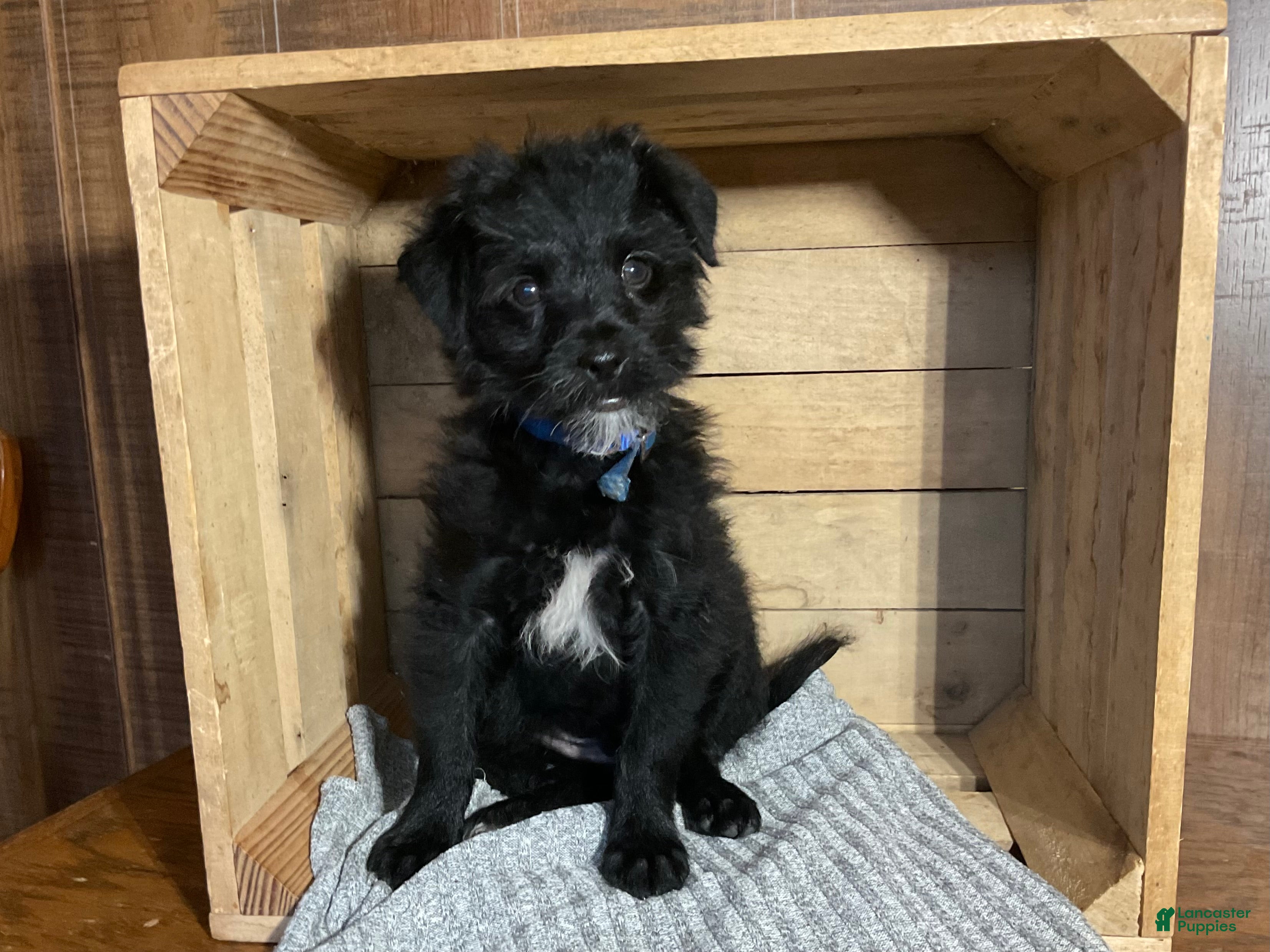Mixed Breed dogs Leslie - Ad 1
