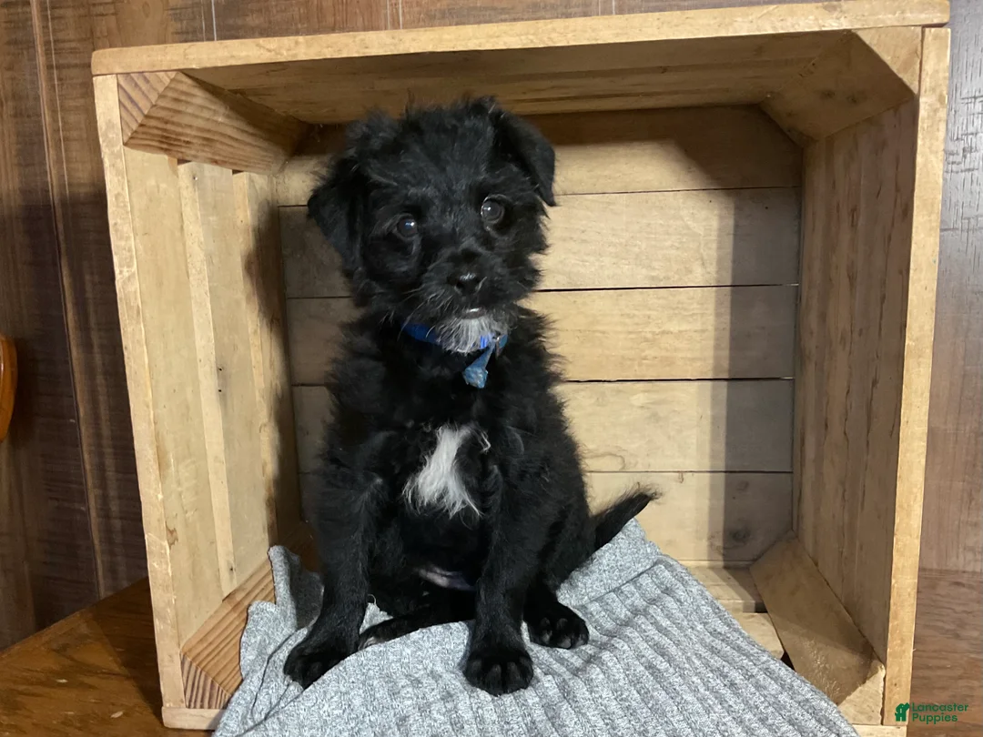 Mixed Breed dogs for sale: Leslie - Ad 1