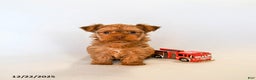Yorkshire Terrier dogs for sale: Jo jo - Ad 5