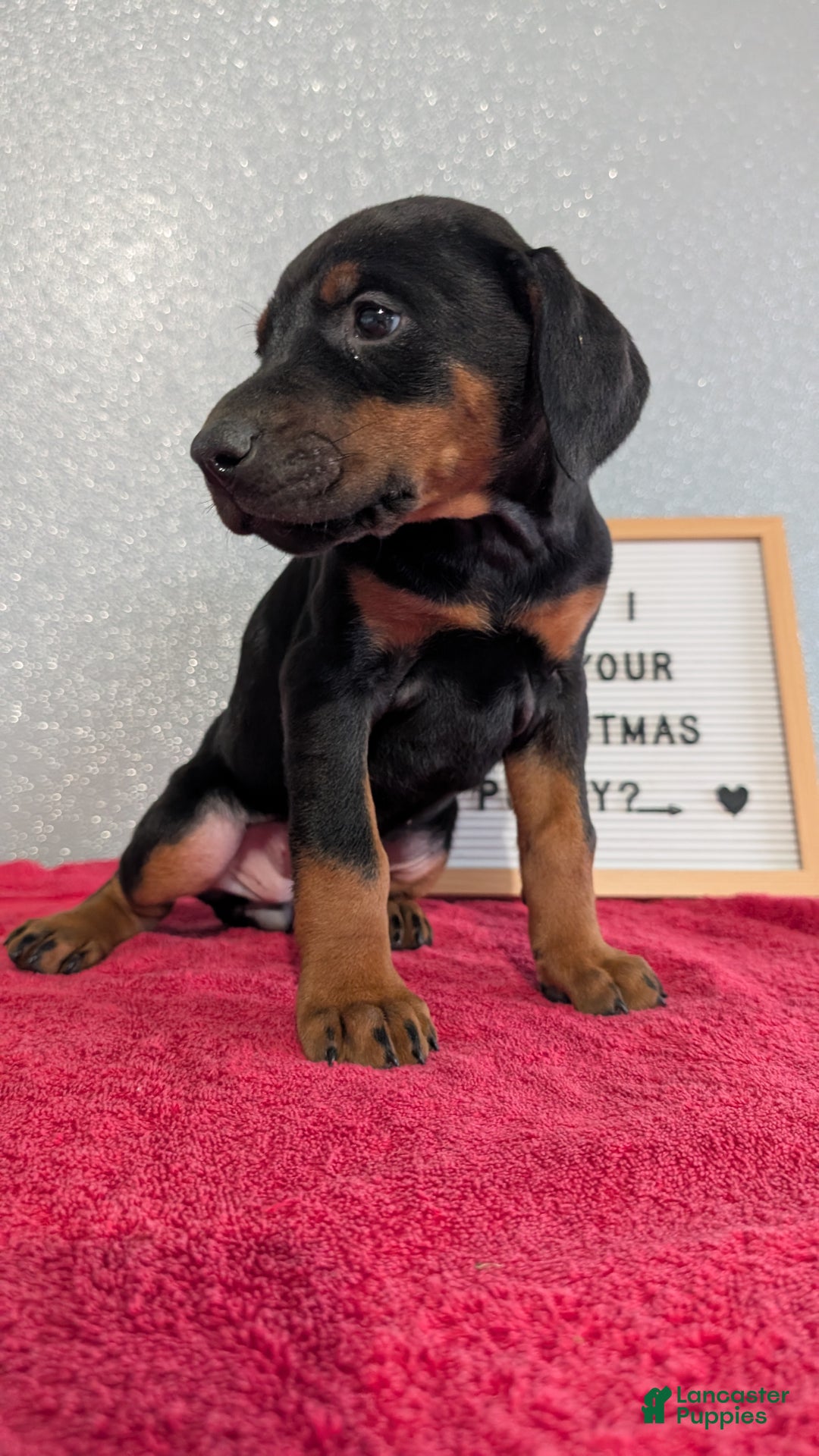Doberman Pinscher dogs for sale: Luna - Ad 3