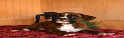 Boxer dogs for sale: Rags - Ad 3
