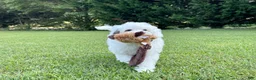 Mini Bernedoodle dogs for sale: ☀️ 🏄‍♀️ 🏖️ SUMMER 🏖️ 🏄‍♀️ ☀️  - Ad 8