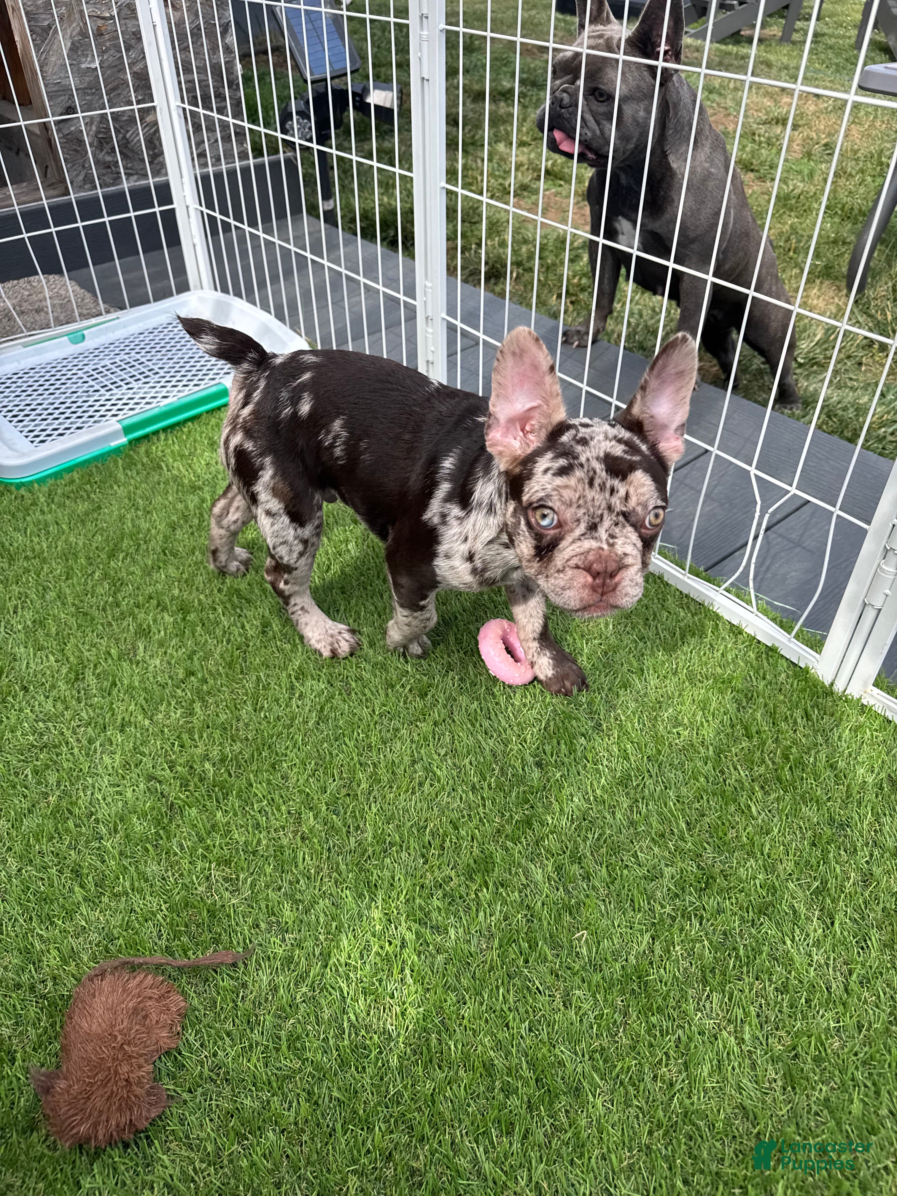 French Bulldog dogs French Bulldog Puppy 1 - Ad 1