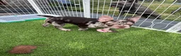French Bulldog dogs for sale: French Bulldog Puppy 1 - Ad 11