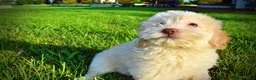Havapoo dogs for sale: Daisy - Ad 15