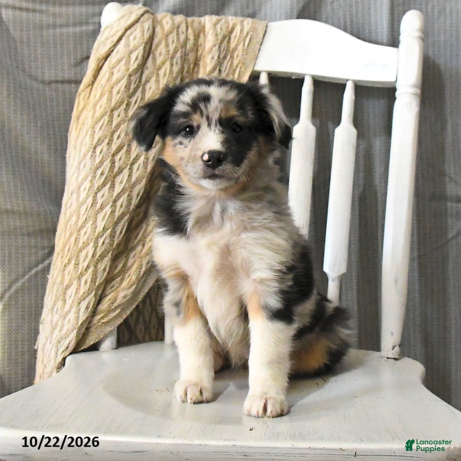 Miniature Australian Shepherd dogs for sale: Trixie - Ad 1