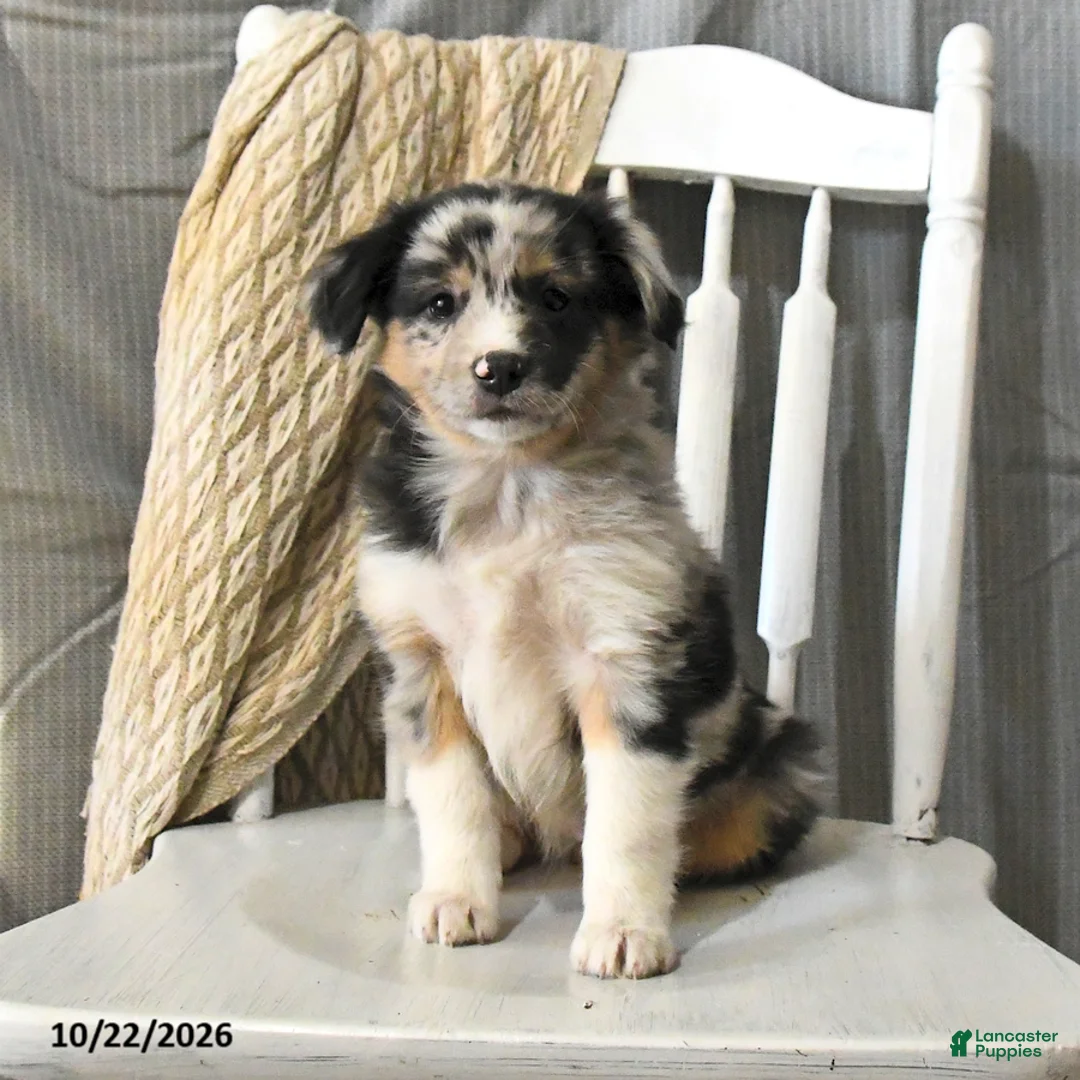 Miniature Australian Shepherd dogs for sale: Trixie - Ad 1