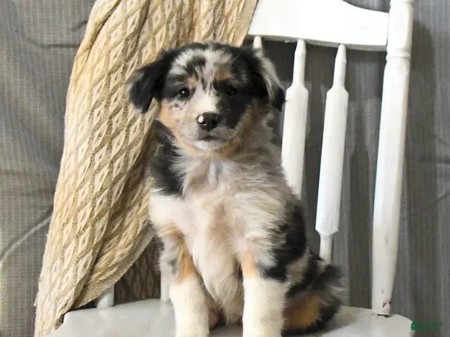 Miniature Australian Shepherd dogs for sale: Trixie - Ad 1