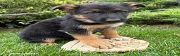 German Shepherd dogs for sale: Delaney - Ad 2