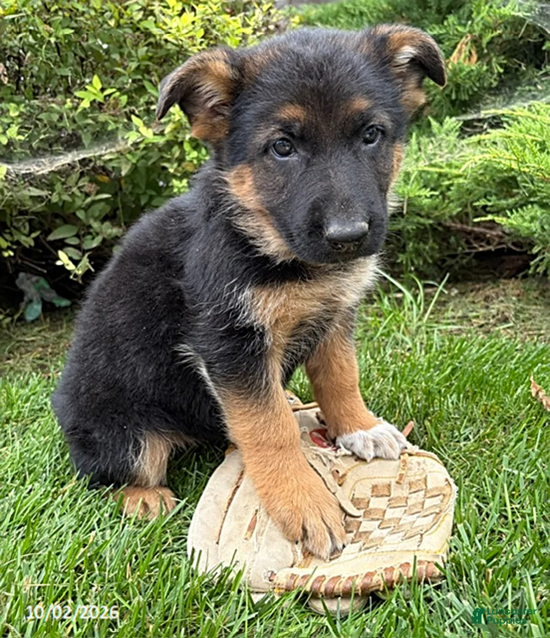 German Shepherd dogs for sale: Delaney - Ad 2