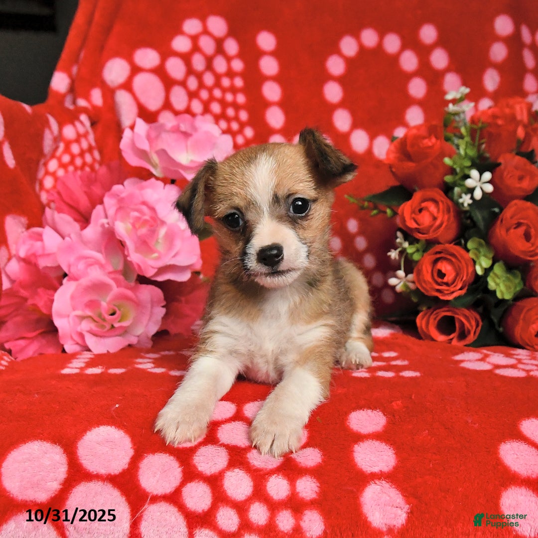 Mixed Breed dogs for sale: Patch  - Ad 8