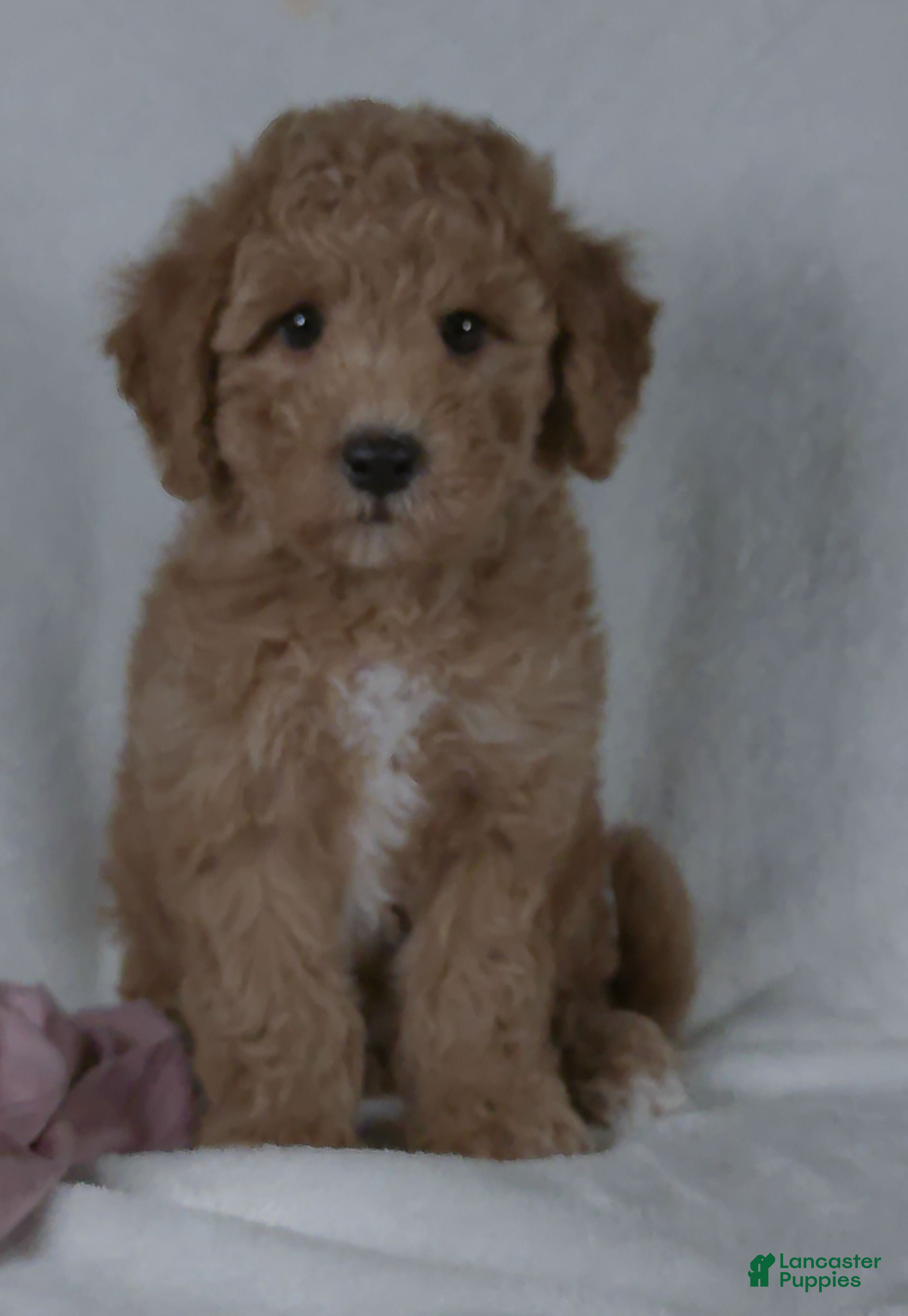 Bichpoo dogs Rose - Ad 1