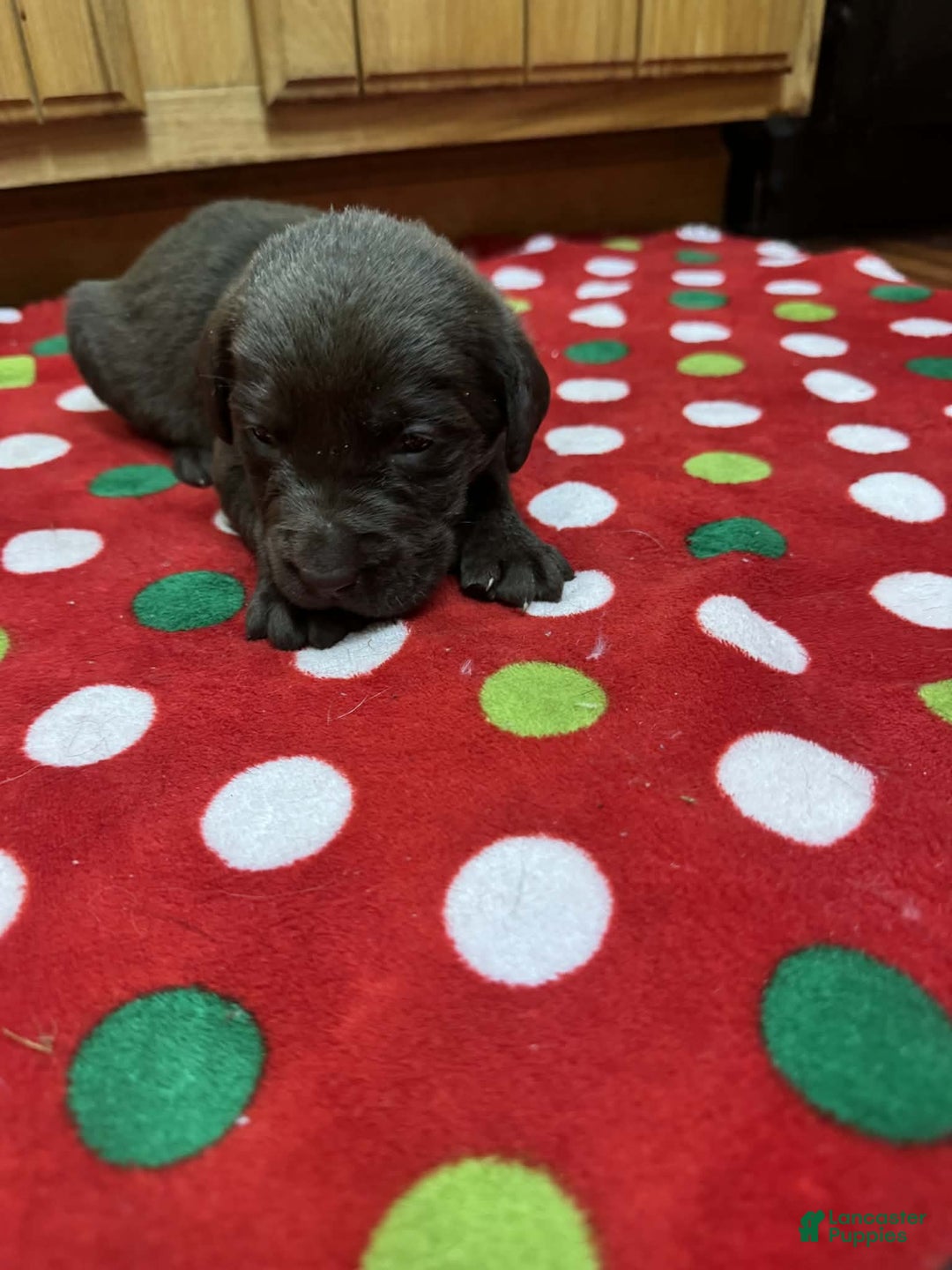 Labrador Retriever dogs for sale: Sprout - Ad 3