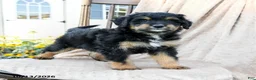 Mini Bernedoodle dogs for sale: Scout - Ad 3