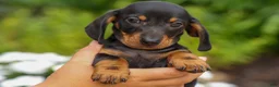 Miniature Dachshund dogs for sale: Houston🐾 - Ad 13