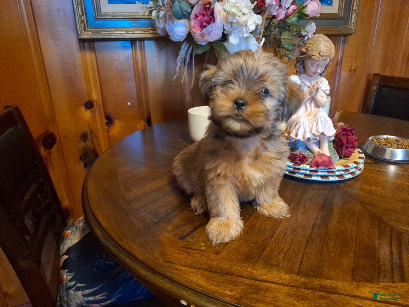Shorkie dogs 🐾 Meet Little Michael — A Precious Shorkie Boy Looking for His Forever Family! 🐾 - Ad 1