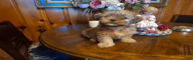 🐾 Meet Little Michael — A Precious Shorkie Boy Looking for His Forever Family! 🐾