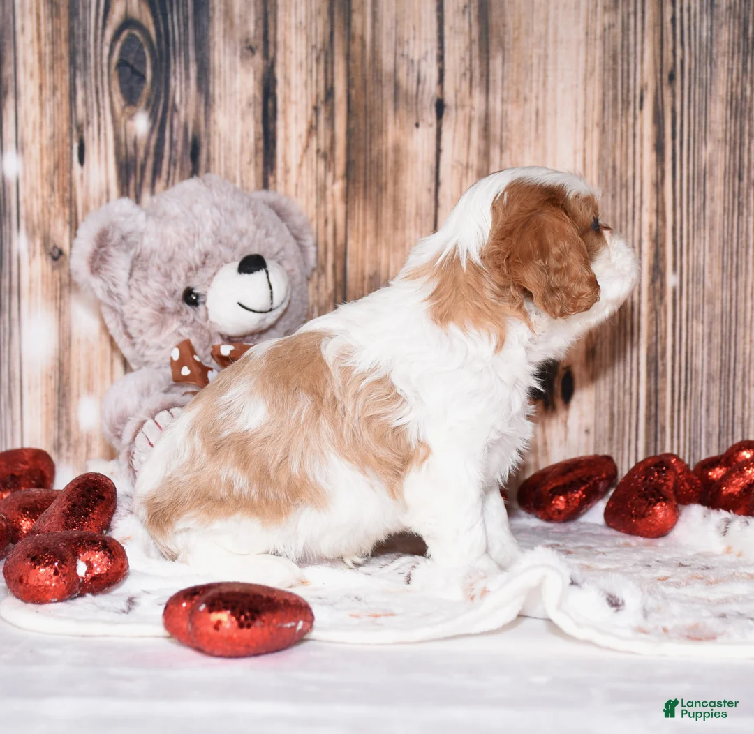 Cavalier King Charles Spaniel dogs for sale: Almond - Ad 2