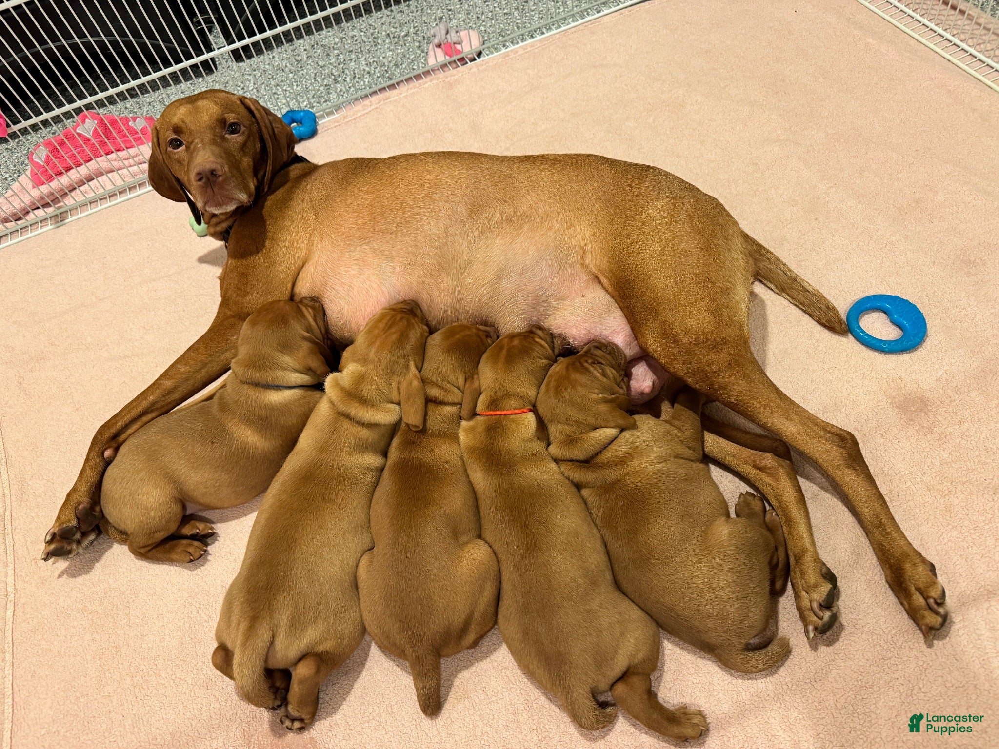 Vizsla dogs Vizsla 1 - Ad 1