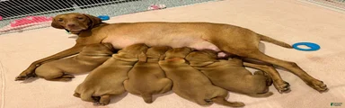 Vizsla 1
