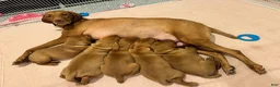 Vizsla dogs for sale: Vizsla 1 - Ad 1