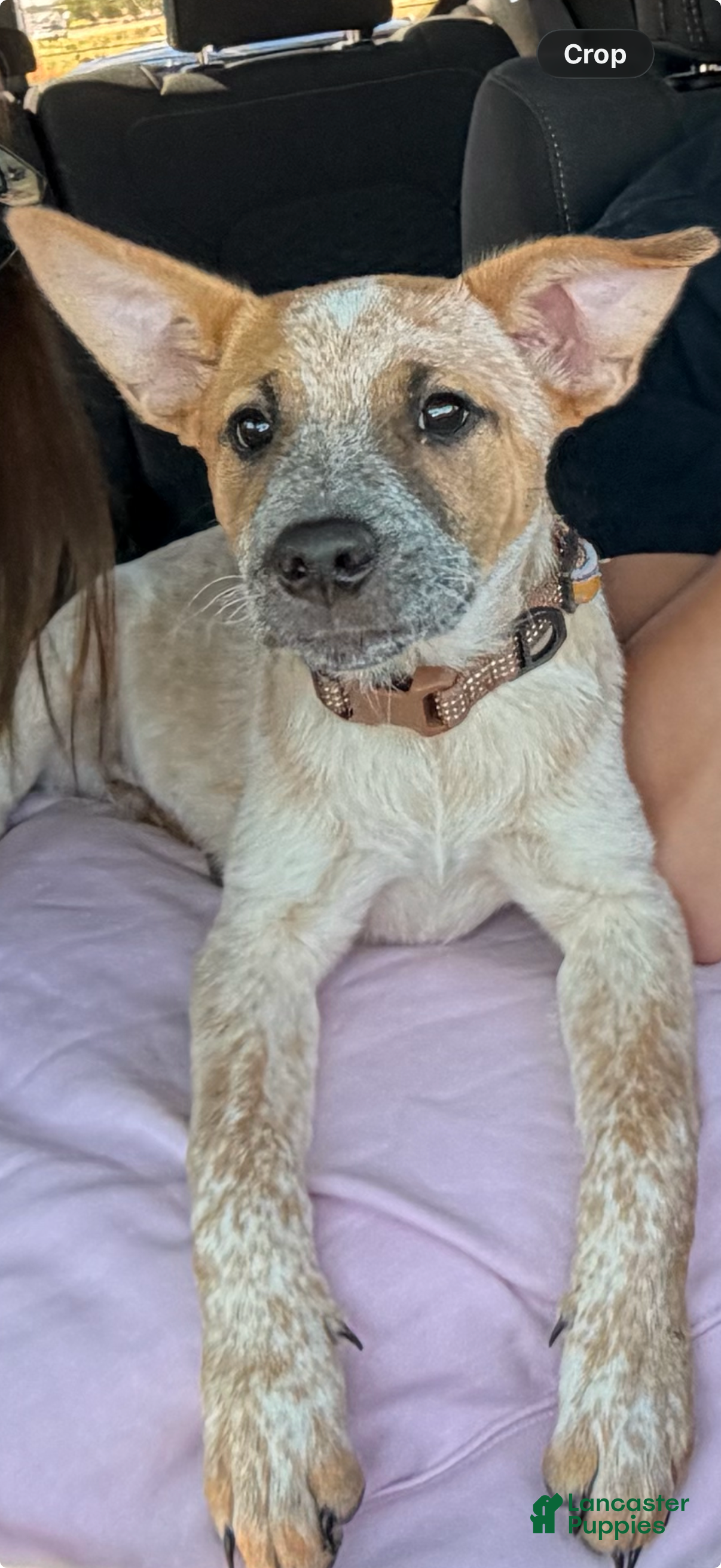Australian Cattle Dog dogs Simba and Nala - Ad 2