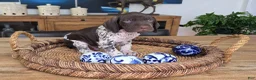 German Shorthaired Pointer dogs for sale: German Shorthaired Pointer 5 - Ad 4