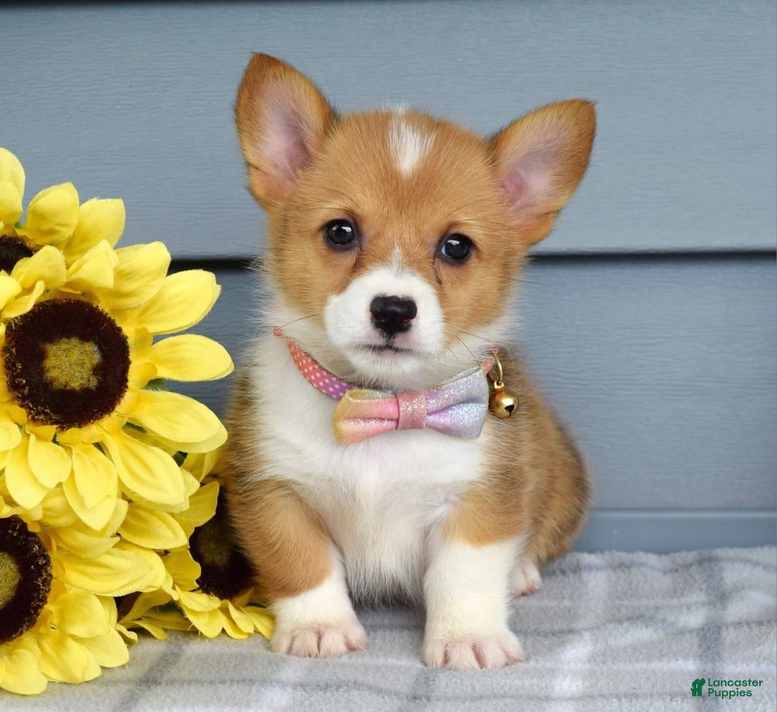 Welsh Corgi Pembroke dogs Winnie - Ad 2