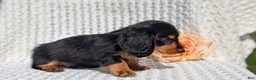 Miniature Dachshund dogs for sale: Riley - Ad 9