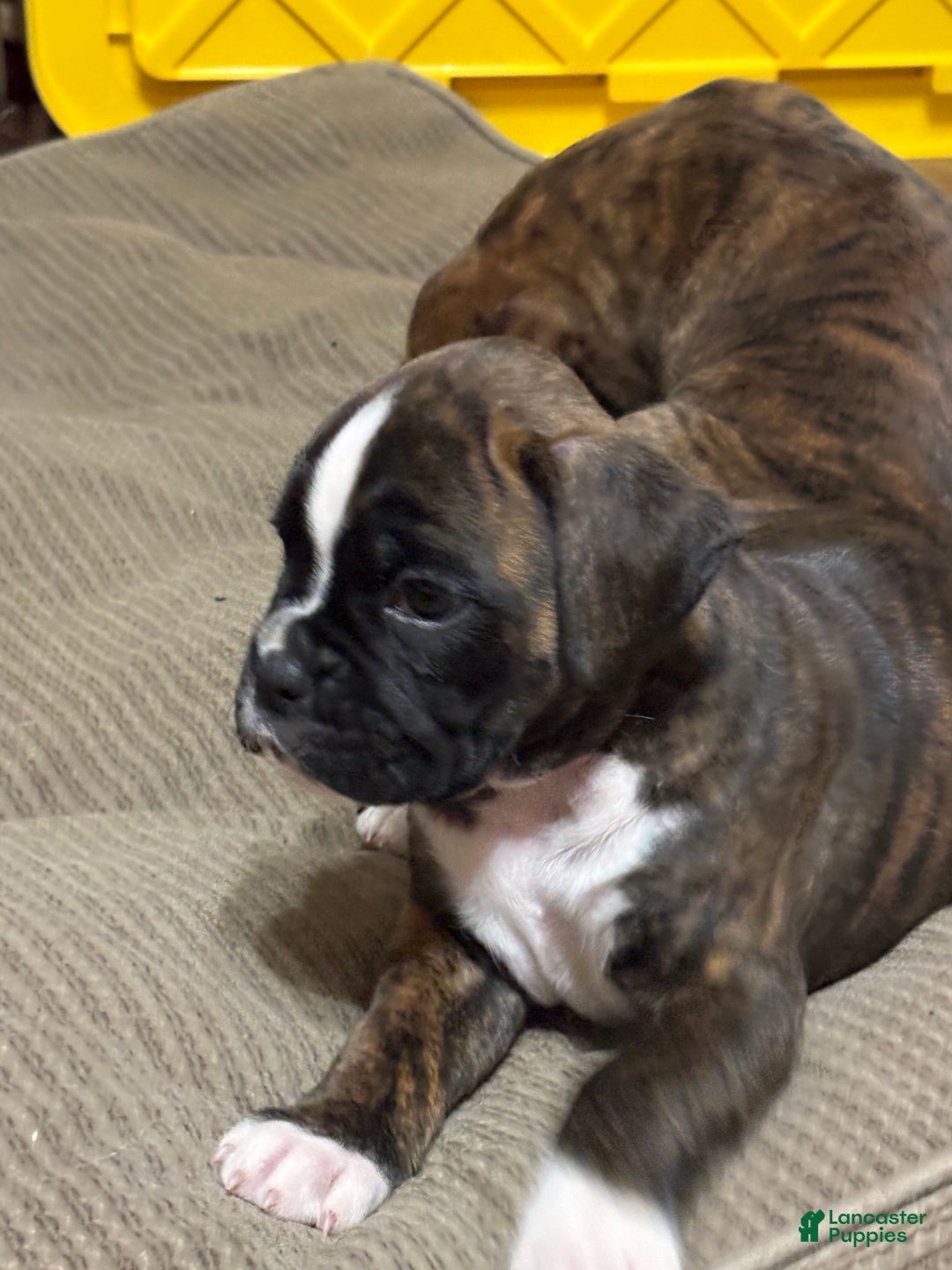 Boxer dogs for sale: Bella - Ad 1