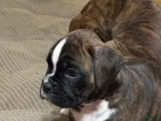 Boxer dogs Bella - Ad 14