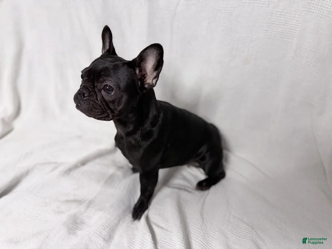 French Bulldog dogs for sale: Coco Cleo channel  - Ad 7