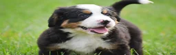 Bernese Mountain Dog dogs for sale: Rex - Ad 4