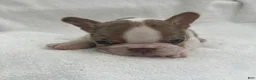 French Bulldog dogs for sale: French Bulldog - Brown/White Pied - Ad 2