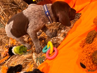 German Shorthaired Pointer dogs - Ad 11