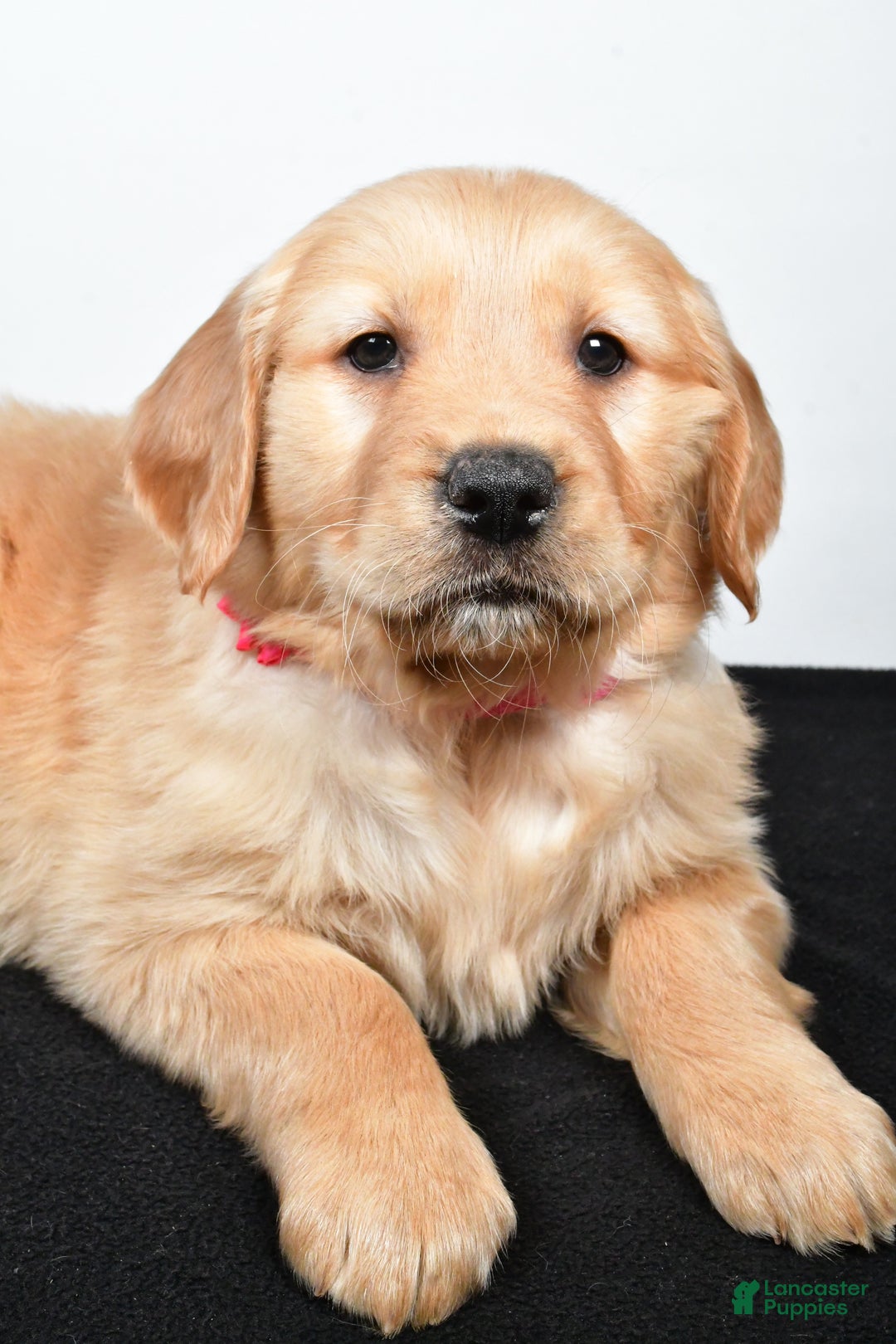 Golden Retriever dogs for sale: Jenny - Ad 5