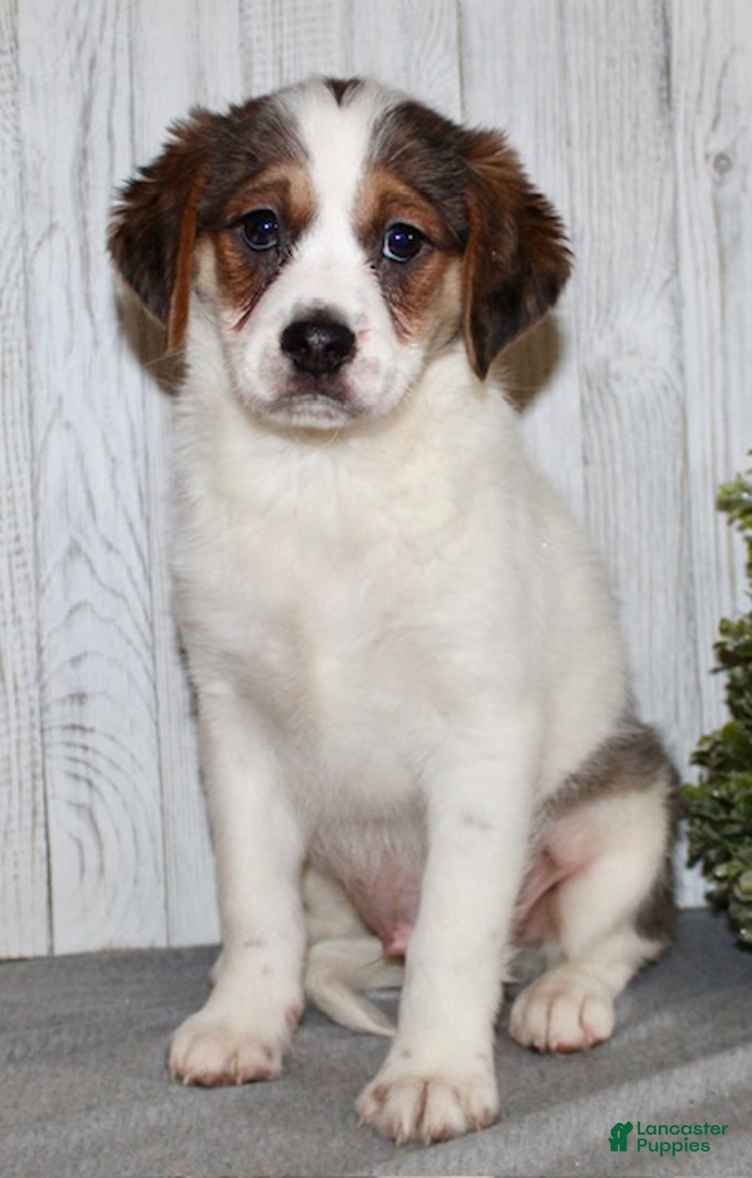 Mixed Breed dogs for sale: Brody - Ad 2