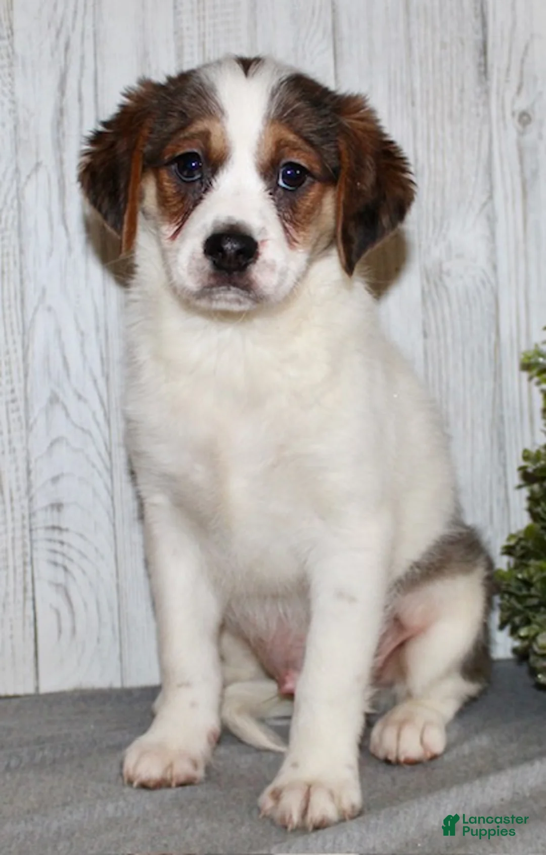 Mixed Breed dogs for sale: Brody - Ad 2