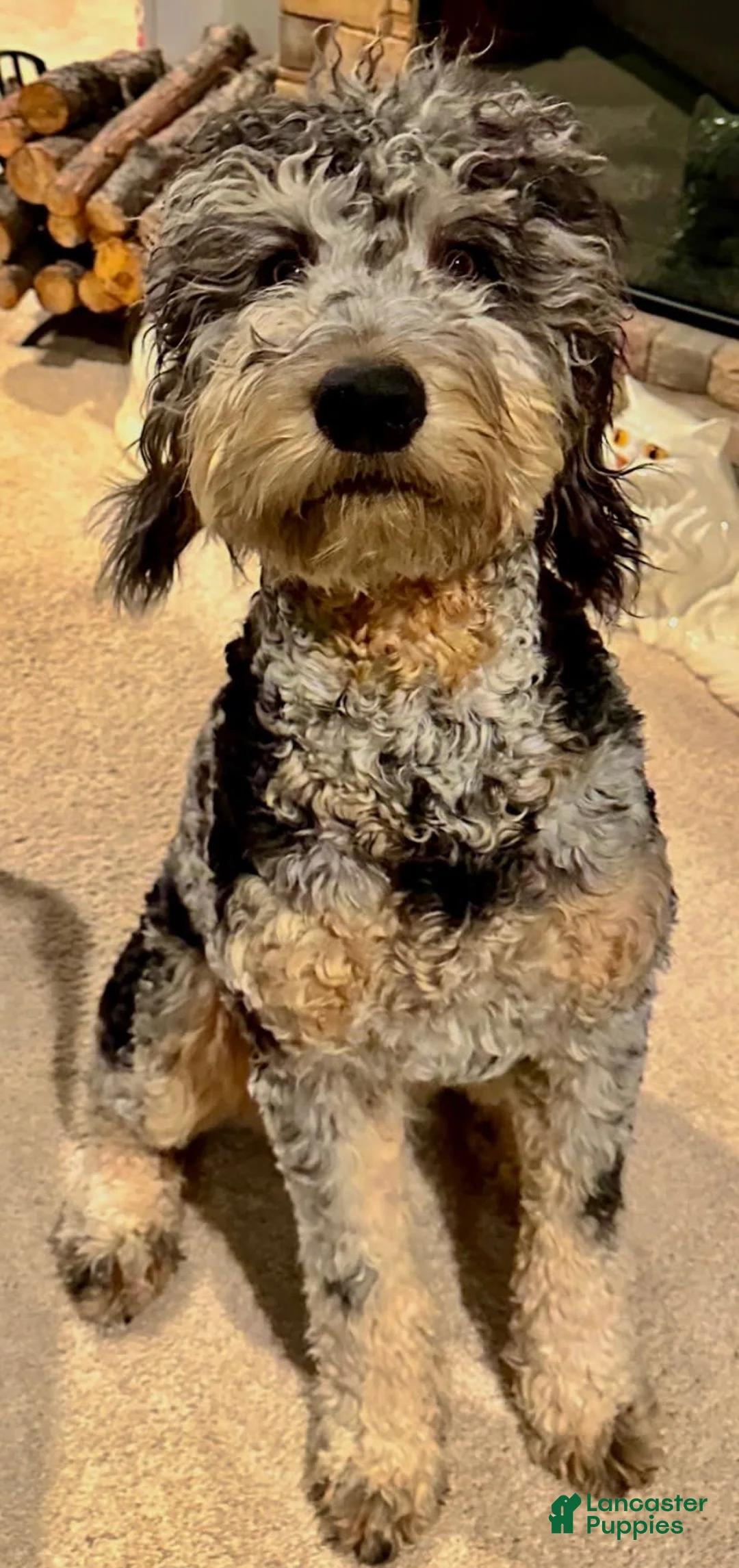 Gallery Image {{count}}