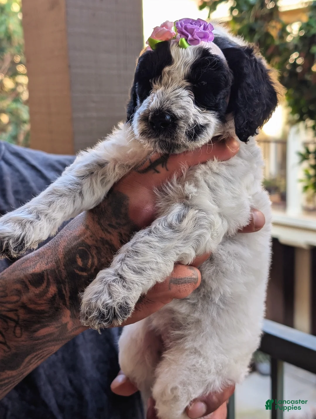 Mixed Breed dogs for sale: MARILYN  - Ad 3