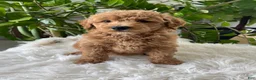 Mini Goldendoodle dogs for sale: Cassia  - Ad 6