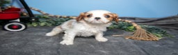 Cavalier King Charles Spaniel dogs for sale: Bruce - Ad 3
